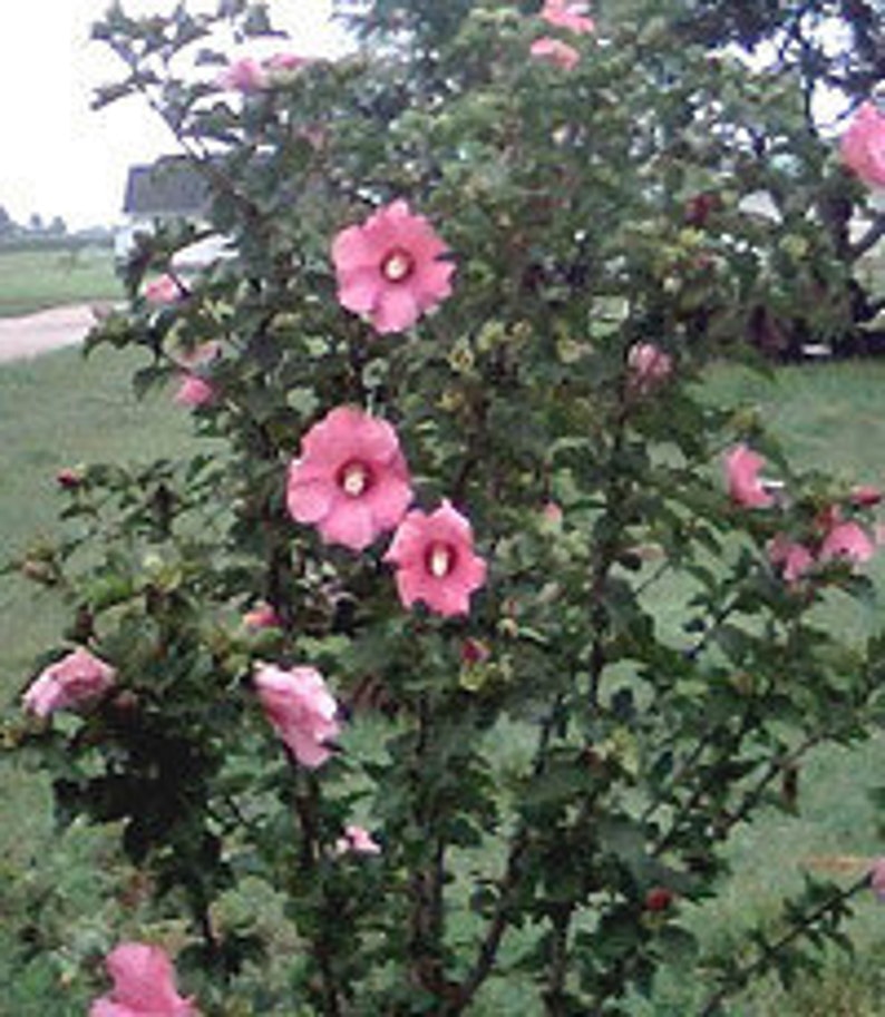 My Image 30