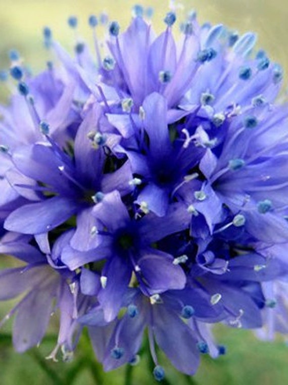 100 Seeds Gilia Capitata