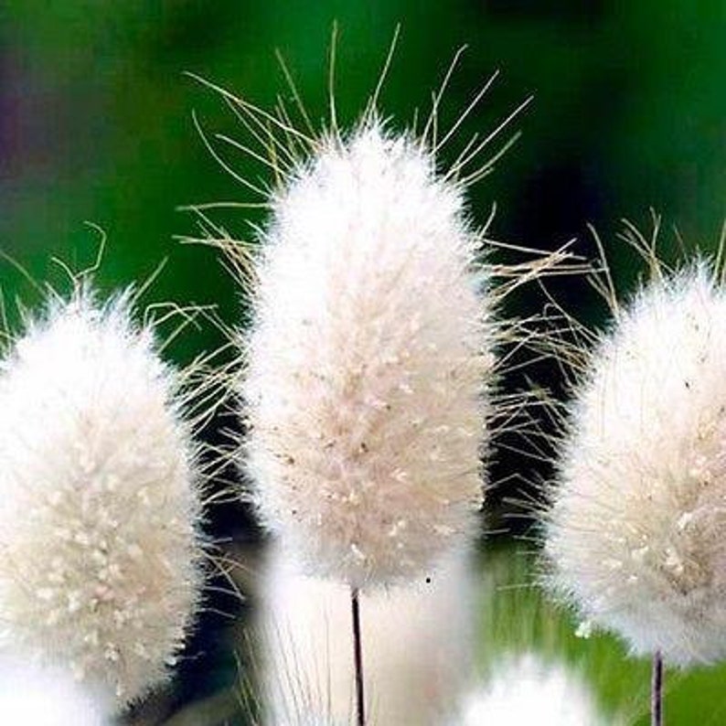 25 Ornamental Bunny Tails Grass Seeds Etsy