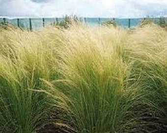 100 Ornamental Mexican Feather  Grass Seeds