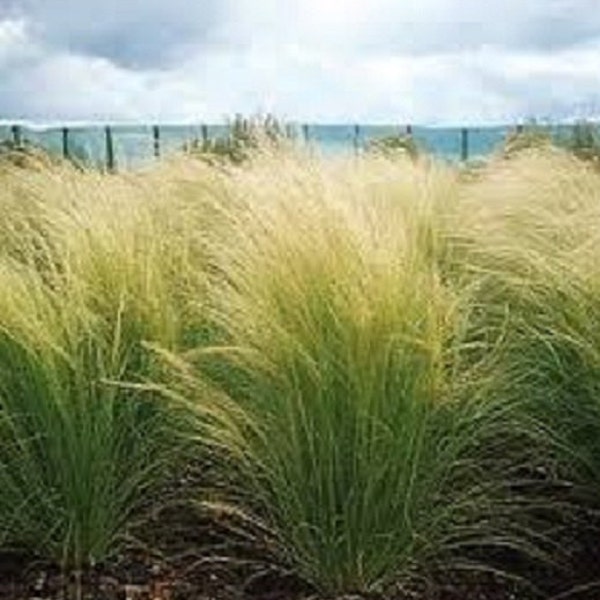 100 Ornamental Mexican Feather  Grass Seeds