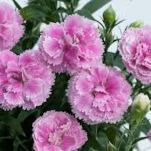 100 HEIRLOOM Chinese Pink Dianthus Flower Seeds
