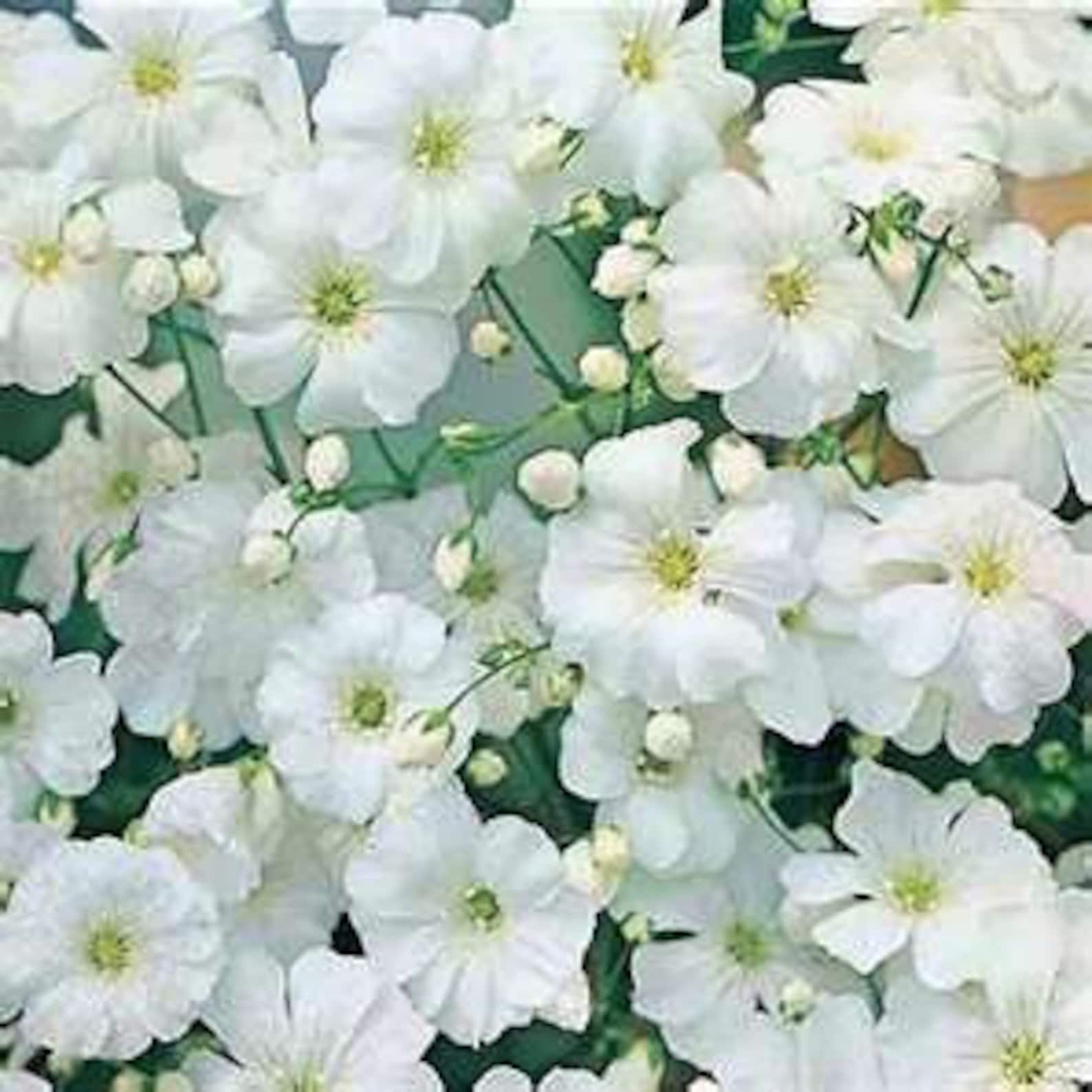 100 Heirloom Baby's Breath Gypsophila Covent Garden Seeds Etsy