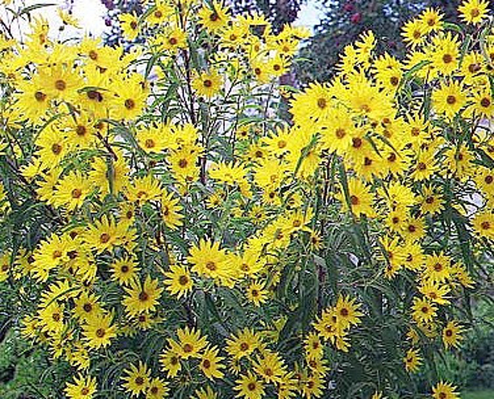 100 Variety Perennial Maximilian Sunflower Flower Seeds Etsy