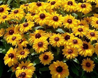 500   HEIRLOOM  Brown-eyed Susan Gloriosa Daisy Flower seeds