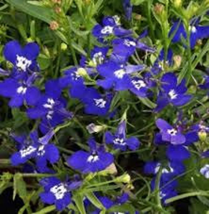 100 Variety Trailing Lobelia SAPPHIRE TRAILING blue flower Etsy
