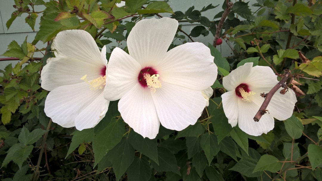 White Chiffon Rose of Sharon (Hibiscus) Live Shrub, White