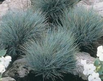 100 Ornamental Blue Fescue Grass Seeds