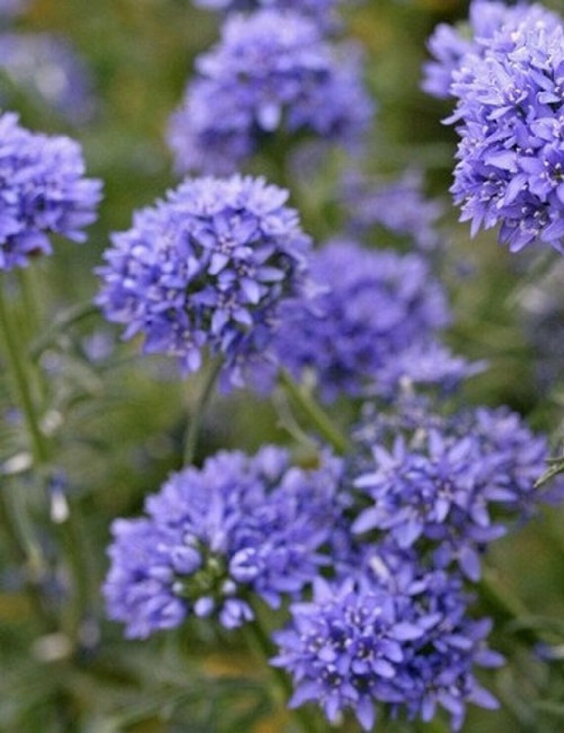 100 Globe Gilia gilia Capitata Flower Seeds Etsy