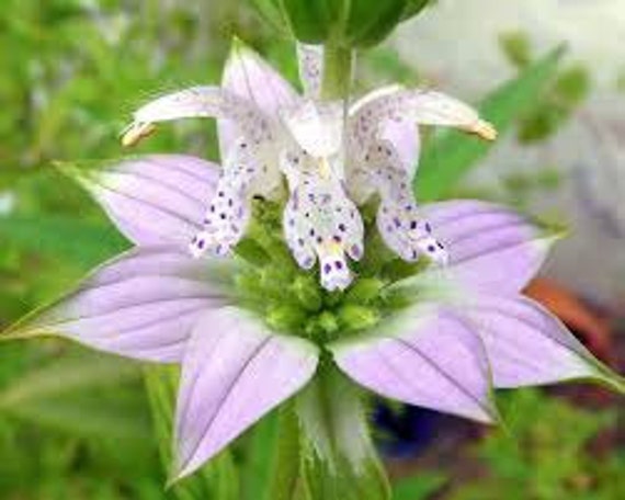 50 Spotted Beebalm Dotted Horsemint Monarda Punctata Flower Etsy Israel