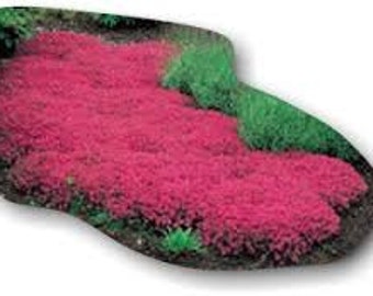 500 HEIRLOOM Creeping Thyme  thymus Flower seeds