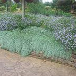 100 Dichondra Dichondra Repens  Flower Seeds