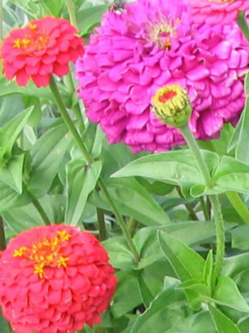 100 HEIRLOOM Zinnia California Giant Mix seeds Etsy
