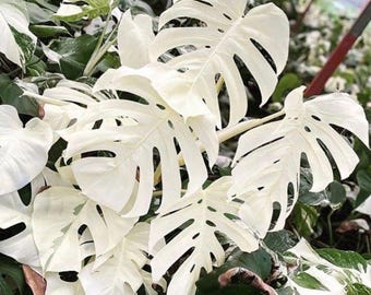 Monstera White Tiger (Variegata) – Seltene Zimmerpflanze, lebende Aronstabgewächse, Zimmerdekoration, Starter-Kollektion