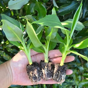 Bananenplantje, jonge boom voor thuistuin, tropisch fruit, ideaal cadeau voor plantenliefhebbers.