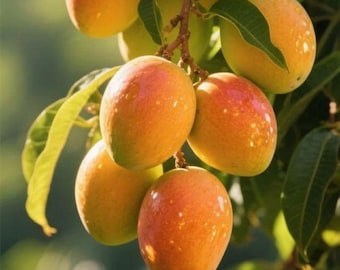 Pianta di mango viva, piantina iniziale per giardino domestico, frutto tropicale, regalo per amanti delle piante.