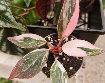 Philodendron Pink Princess, planta de interior variegada, follaje tropical, ideal para principiantes.