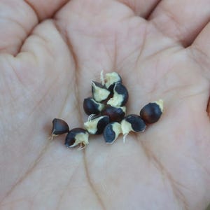 May include: A small collection of sprouted seeds, each featuring a dark brown, rounded outer shell contrasted with a pale, creamy white interior where a tiny, delicate white root is beginning to emerge from the centre of the seed cluster.