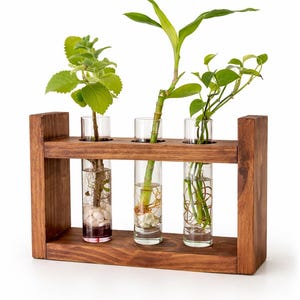 May include: A wooden propagation station with three glass tubes, each holding a different plant cutting. The cuttings include a leafy green plant, bamboo, and a vine. The tubes are set in a dark brown wooden frame.