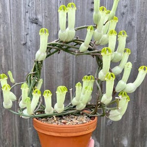 SELTENE Ceropegia ampliata (Buschmanns Pfeife) – ein Steckling, bewurzelt, unbewurzelt oder bereits etabliert.