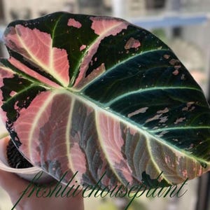 Alocasia black velvet pink variegated - Etsy 日本