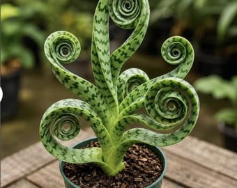 Planta serpiente espiral | Sansevieria Cylindrica rara | Planta de interior rizada | Planta en maceta purificadora de aire | Decoración moderna para el hogar