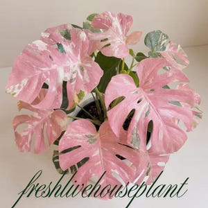 Monstera samen - Etsy.de