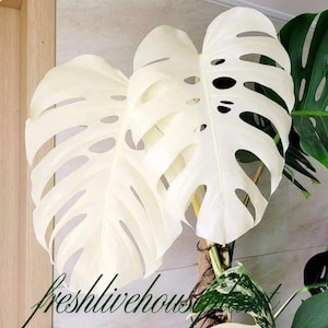 kirschlorbeer giftig fr bienen Kirschlorbeer Genolia  (Prunus laurocerasus) | 100-125 cm mit Wurzelballen