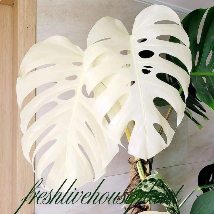 white amaryllis plant Striking White Snow Amaryllis Hippeastrum Blooms Species Growing Bonsai  Bulbs Roots Rhizomes Corms Tubers Potted Planting Reblooming Fragrant  Garden Flower Seeds Plant Size 12-16cm