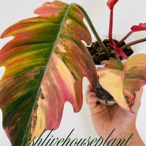artificial varigated philodendron Philodendron melanochrysum variegatum