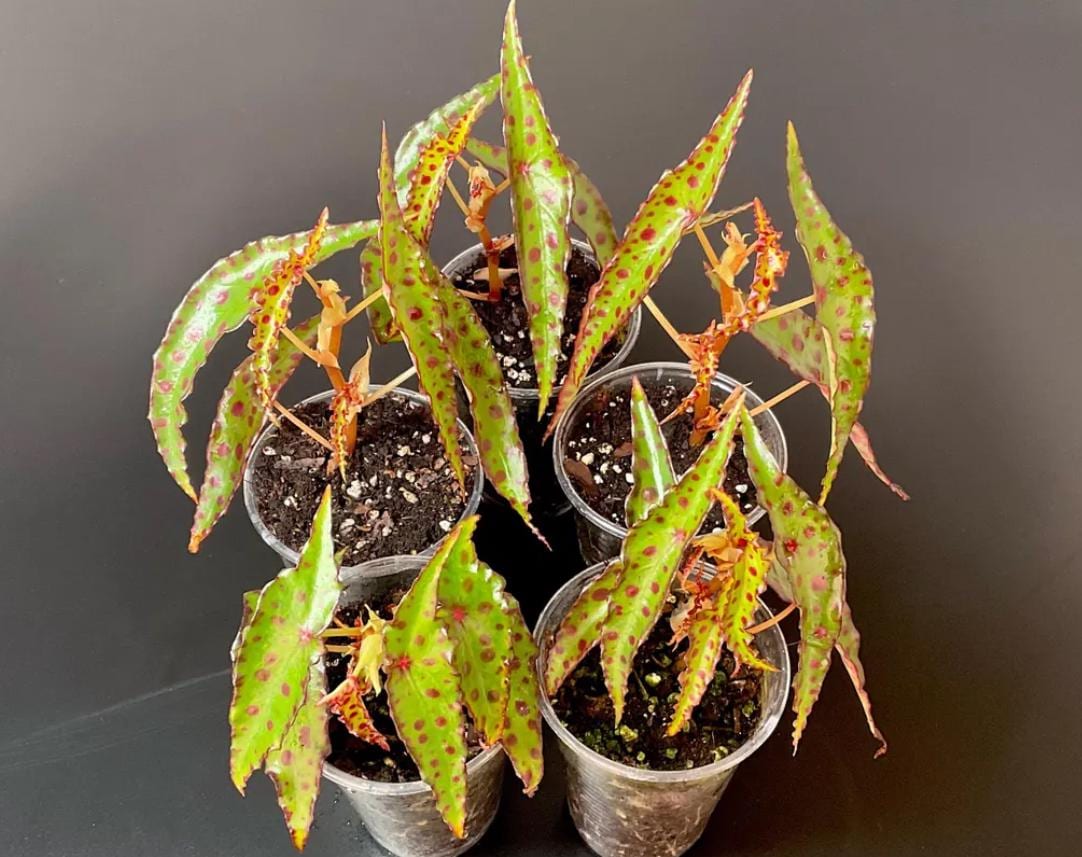 Begonia amphioxus - Etsy 日本