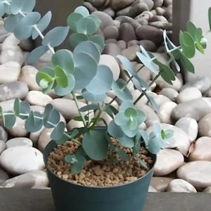 Baby Blue Eucalyptus Tree Live Plant, Baby Blue Eucalyptus Plant, Fragrant Foliage, 3.5 inch Pot for Growing