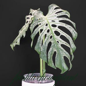 Variegated Monstera Seeds - Etsy