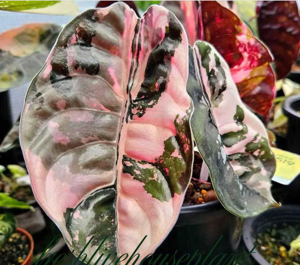 Alocasia Cuprea Pink - Etsy Canada