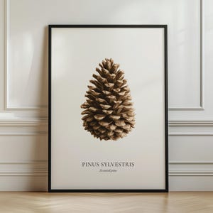 May include: A framed vertical wall art print featuring a detailed brown pinecone centred on a cream background. Below the pinecone, the text reads PINUS SYLVESTRIS in capital letters, followed by the smaller italicised text Scottish pine.