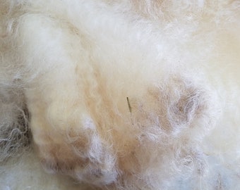 Border Leicester Fleece, Raw Fleece, 4 lbs. 10 oz.  Spinning Fiber, Raw Unwashed Wool, Sheep Wool