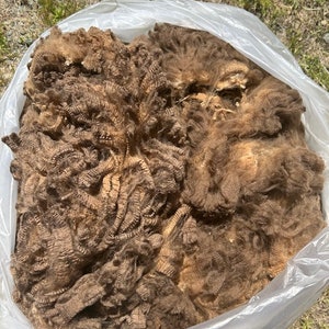 Merino Fleece, Raw Wool, 4 Lbs, 15 Oz Merino Sheep Fleece, Hand ...