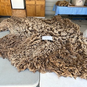 Merino Fleece, Raw Wool, 4 Lbs, 15 Oz Merino Sheep Fleece, Hand ...