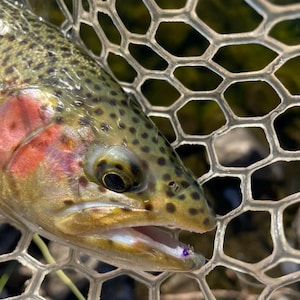 May include: A rainbow trout with olive green skin, black spots, and a distinct pink lateral stripe, captured in a clear, hexagonal-patterned rubber landing net. The fish has a slightly open mouth showing a small purple fishing lure hook.