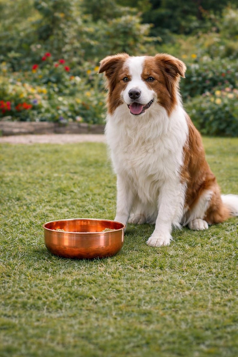 Handmade Solid Copper Dog Bowl, Rustic Pet Feeding Dish - Etsy