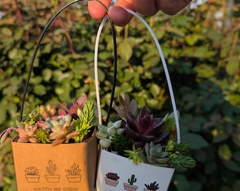 Bolso de suculentas Pixie