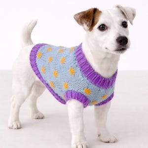 Könnte beinhalten: Ein weißer Jack Russell Terrier trägt einen hellblauen Hundepullover mit lila Besatz und gelben Punkten. Der Hund steht auf einer weißen Oberfläche. Der Pullover ist gestrickt.