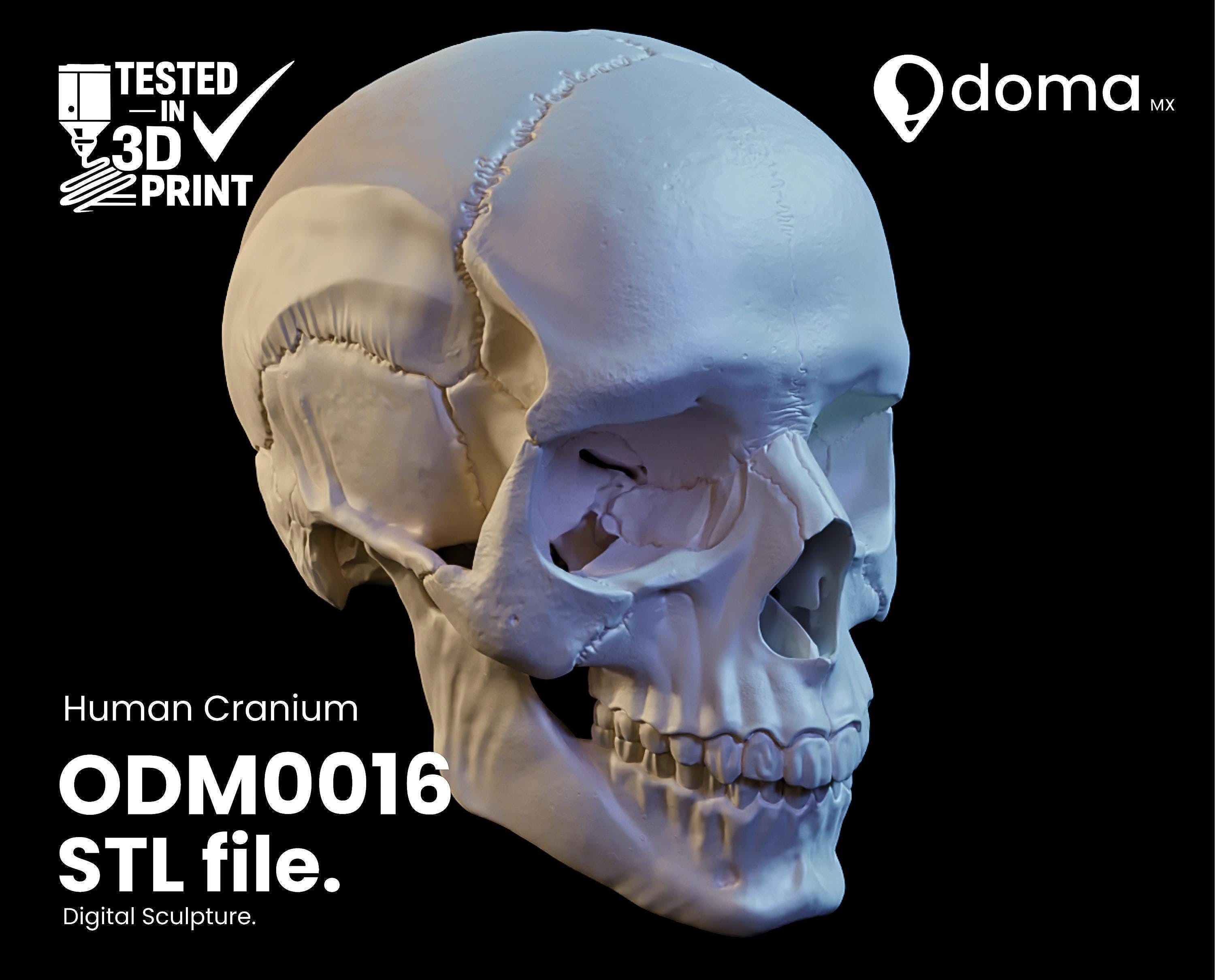 3d print anatomical model - Etsy 日本