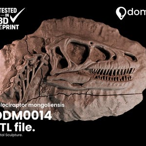 Puede incluir: Modelo impreso en 3D, marrón, de un cráneo de Velociraptor mongoliensis. El modelo está etiquetado como "ODM0014 STL file. Digital Sculpture." La imagen también incluye el texto "Tested in 3D Print" y un logotipo.