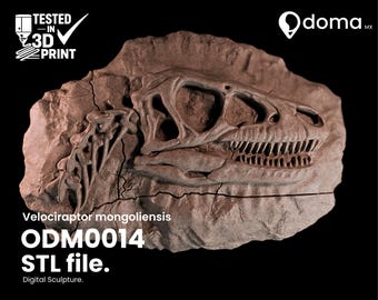 May include: A brown, textured fossilized skull of a Velociraptor mongoliensis embedded in rock. The image includes the text TESTED IN 3D PRINT, doma.mx, Velociraptor mongoliensis, ODM0014 STL file, and Digital Sculpture against a black background.