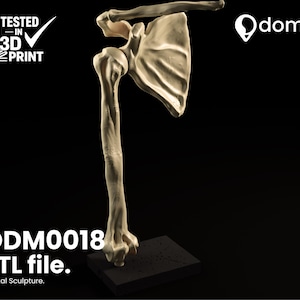 Puede incluir: Modelo impreso en 3D de una articulación del hombro humano, que incluye la escápula, el húmero y la clavícula, expuesto sobre una base negra. El modelo es de color beige claro y está etiquetado como "ODM0018 STL file. Digital Sculpture."