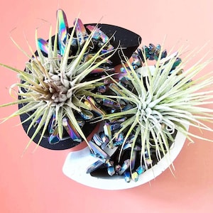 May include: Two air plants with long, thin leaves and a central flower, surrounded by iridescent crystals. The plants are in black and white, semi-circular planters against a pink background. A unique, decorative item.