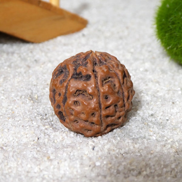 Eight Mukhi Rudraksha Bead | 8 Mukhi Rudraksha | Eight Face Rudraksha | 8 Face Rudraksha Bead | Indonesian Rudraksha | Java Rudra | | 2604