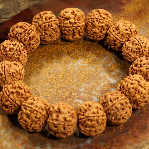 Five Face Rudraksha Bracelet Mala • Large Rudraksha Beads • 20-21mm • Nepali Rudraksha Beads • 5-Mukhi Bracelet • Rudraksha Nepal • 3528