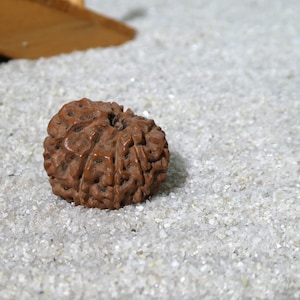 Ten Mukhi Rudraksha Bead | 10 Mukhi Rudraksha | Indonesian Rudraksha | Ten Face Rudraksha |  10 Face Rudraksha Bead | 2623